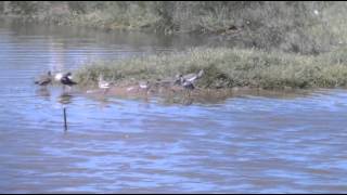 Bernagorri arrunta  Archibebe común  Redshank  Tringa totanus [upl. by Yboj]