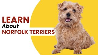 A Quick Guide About Norfolk Terriers [upl. by Brunell]