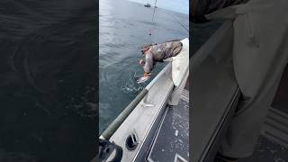 A mediocre bonk and gaff from Hunter alaska gaff kingsalmon [upl. by Frohman]