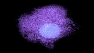 Movie 157 Constitutive Exocytosis Pathway [upl. by Fries256]