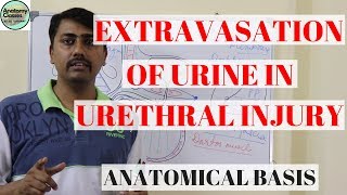 Anatomical Basis of Extravasation of Urine in Urethral Injury [upl. by Asirem178]