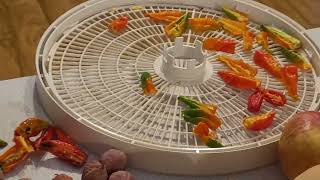 Drying Ghost Peppers [upl. by Nirrek131]