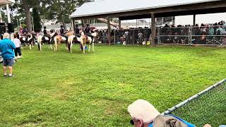 Chincoteague Pony Drill Team [upl. by Efioa]