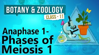 Anaphase 1  Phases of Meiosis 1  Cell Division  Biology Class 11 [upl. by Tertia]