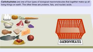 What Are Carbohydrates Importance of Carbs amp High Carb Food [upl. by Wahkuna]