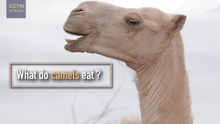 What do camels eat [upl. by Elin]