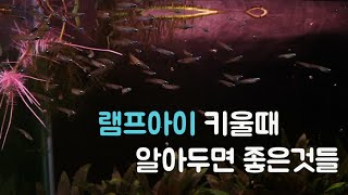 3자광폭 어항 램프아이 키울때 도움될만한것들 [upl. by Jarrad971]