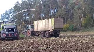 MaisErntemaschine  Zwischen Blankenheim und Gerolstein  Vulkaneifel Herbst 2024 [upl. by Ajile55]