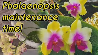 NEW Phalaenopsis orchid maintenance Repotting and bleach treatment [upl. by Anthe258]