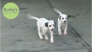 ‪Burkes Backyard Dalmatian Dog Road Test‬ [upl. by Ajnin111]