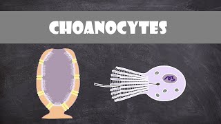 Choanocyte Structure amp Function  Invertebrate Biology [upl. by Onig]