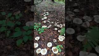 Грибные полянки part 1😂🍄☘️🍁🌲 Gettnau Luzern Switzerland yosha28 [upl. by Enaitsirk]