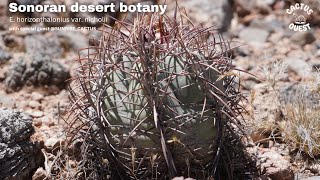 Nichols turks head cactus in the Sonoran desert is this a valid taxon [upl. by Aneleiram558]