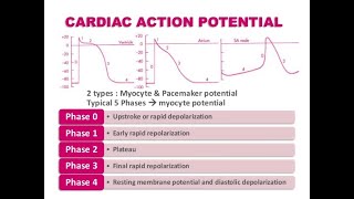 Pharmacology Cardio vascular drugs  Diploma in Pharmacy Part 2 classes in Bengali [upl. by Lleunamme]