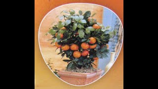 How to plant Calamondin Citrus tree from Lidl in the Lidl pot How to get plenty of orange fruit [upl. by Alimac568]