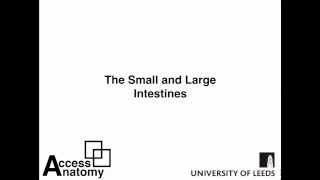 Small and Large Intestines [upl. by Rajiv]