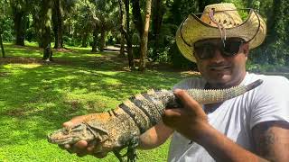 Spiny Tail iguana showdown iguana hunting in Florida [upl. by Anaerda333]