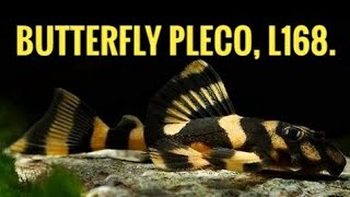 L168  Butterfly pleco [upl. by Ained]