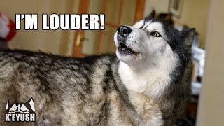 Husky Talks LOUDER to Win Argument With My Mum [upl. by Aenet]