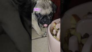 Lilith la glotona baby comida hambre tiktoker hungry dogtiktoker puppies pug hunger [upl. by Gillead]