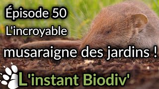 Ep50 Lincroyable MUSARAIGNE DES JARDINS [upl. by Tonya]