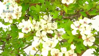 Mature Flowering Hawthorn Bonsai for Sale [upl. by Lezti]