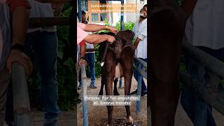 Demonstration of sacrococcygeal anaesthesia in cattle anaesthesia sacrococcygeal cow doctor [upl. by Laius]