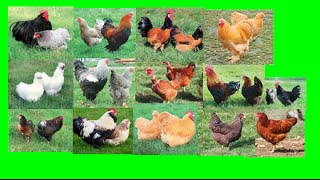 ★Poules et Conseils 6Quels races de poules choisir HD★ [upl. by Alo]