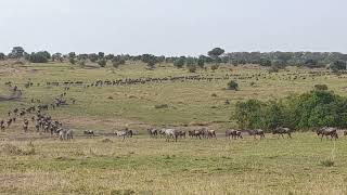 captures of great migration in serengeti national Park [upl. by Elpmid]