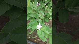 Jamrukh flower farmingvideos farming fruit farm flowers [upl. by Ecinreb]