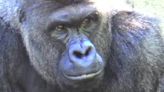 Gorilla Harambe ucciso … [upl. by Kire35]