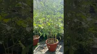 Grow 170 okra in 2ft food survival kit Okra garden [upl. by Ecinreb931]