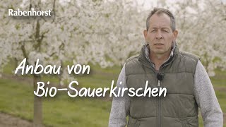 Rabenhorst – Anbau von BioSauerkirschen [upl. by Herod]