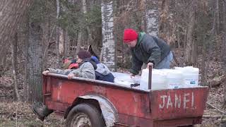 Harvesting Maple Sap at the Julian Farm with Draft Horses [upl. by Alexine]