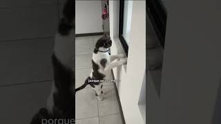 La MASCOTA chismosa de la COLONIA 😺 mascotas tiktok funny pets cat humor viralvideo shorts [upl. by Anelrats]