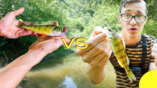 Backwoods Creek Fishing Battle Fish Fight Ep3 [upl. by Eilyk399]