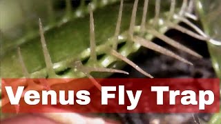 Venus Fly Trap Up Close [upl. by Golub658]