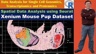 Spatial Data Analysis using Seurat Xenium Mouse Pup Dataset [upl. by Adeys270]