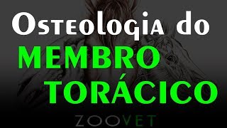 Osteologia do Membro Torácico Equino Full HD [upl. by Oirobil]