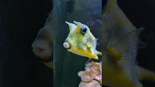 Havýš rohatý ZOO Olomouc ČR  Longhorn cowfish ZOO Olomouc Czechia 🐡🌞❤️ [upl. by Snook]