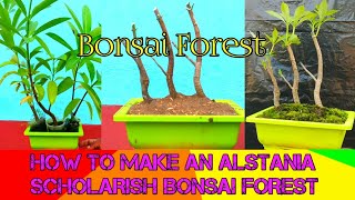 Making an Alstonia Scholaris Bonsai Forest ll [upl. by Eisned]