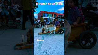 El amigo inseparable reels shorts dog [upl. by Acinet]