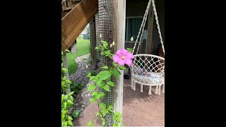 Finally A Trellis to Grow Climbing Plants on Your Deck Posts use a Scroll Trellis clematis diy [upl. by Skerl]