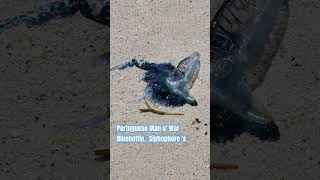 Portuguese Man o War Turquoise Coast of Western Australia sealife wildlife sea ocean life [upl. by Eimmak183]