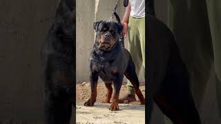 Robust Rottweiler ice cube rottweiler rotts food pets rottweil dog [upl. by Skylar]