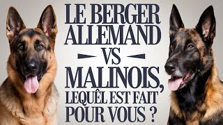 Le Grand Duel  Berger Allemand vs Malinois Lequel Est Fait Pour Vous [upl. by Waverley]