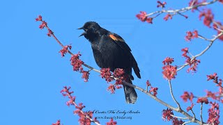 Agelaius phoeniceus REDWINGED BLACKBIRDS singing 9087838 [upl. by Caundra]