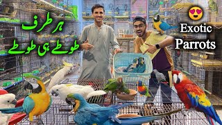 Biggest Setup Of Rare Exotic Parrots at Saddar Birds Market Karachi  Macaw Parrot Cockatoo Parrot [upl. by Uah562]