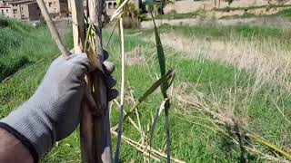 Agricultura Ecològica canyes per a les tomaqueres [upl. by Hans]