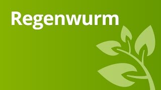 Der Regenwurm und seine Lebensweise Fortpflanzung Reaktion auf Licht Bedeutung für die Umwelt [upl. by Christalle]